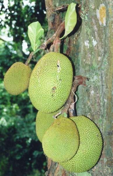 Artocarpus_heterophyllus_fruits_at_tree.jpg