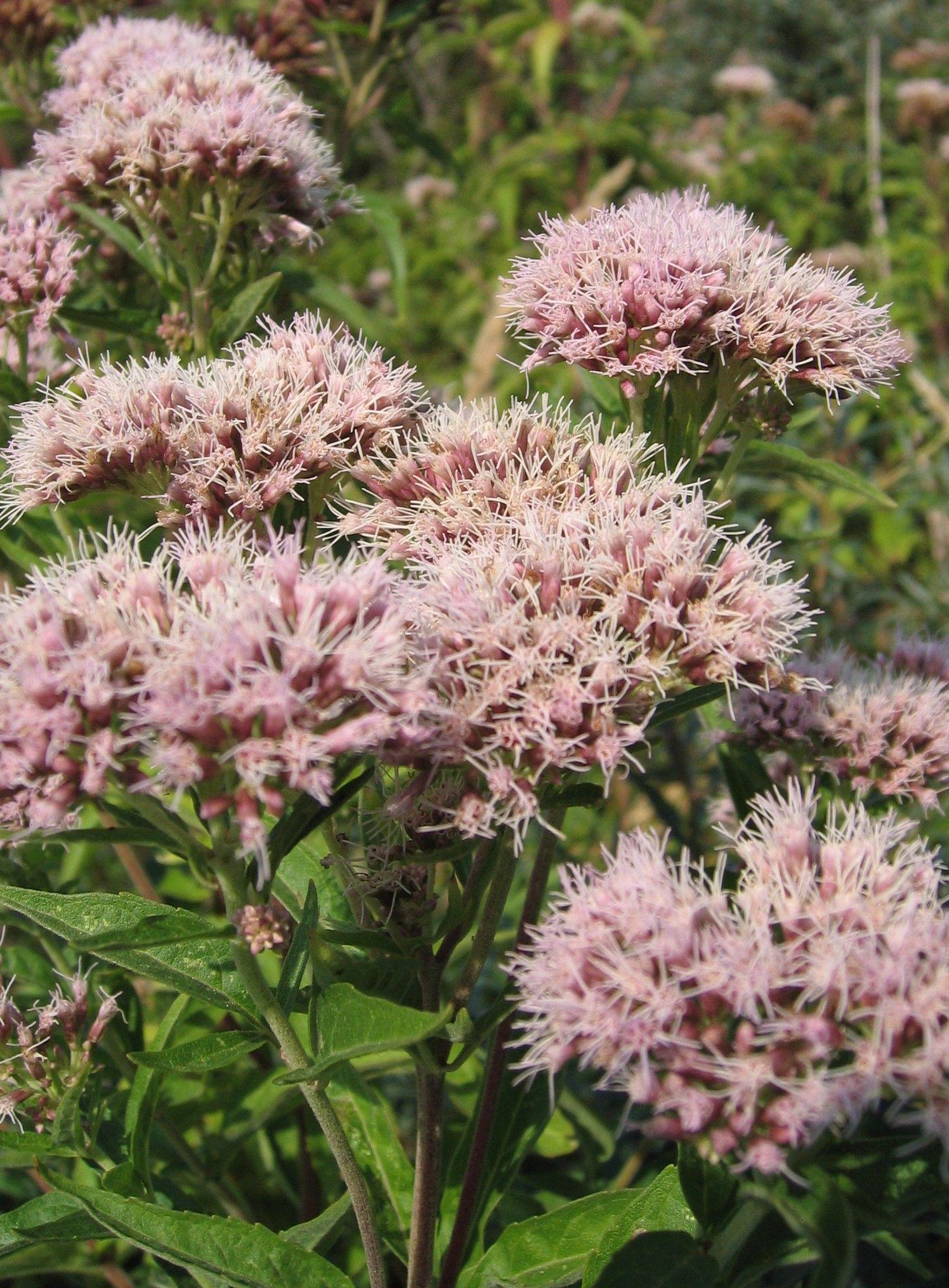 Eupatorium_cannabinum_(xndr).jpg