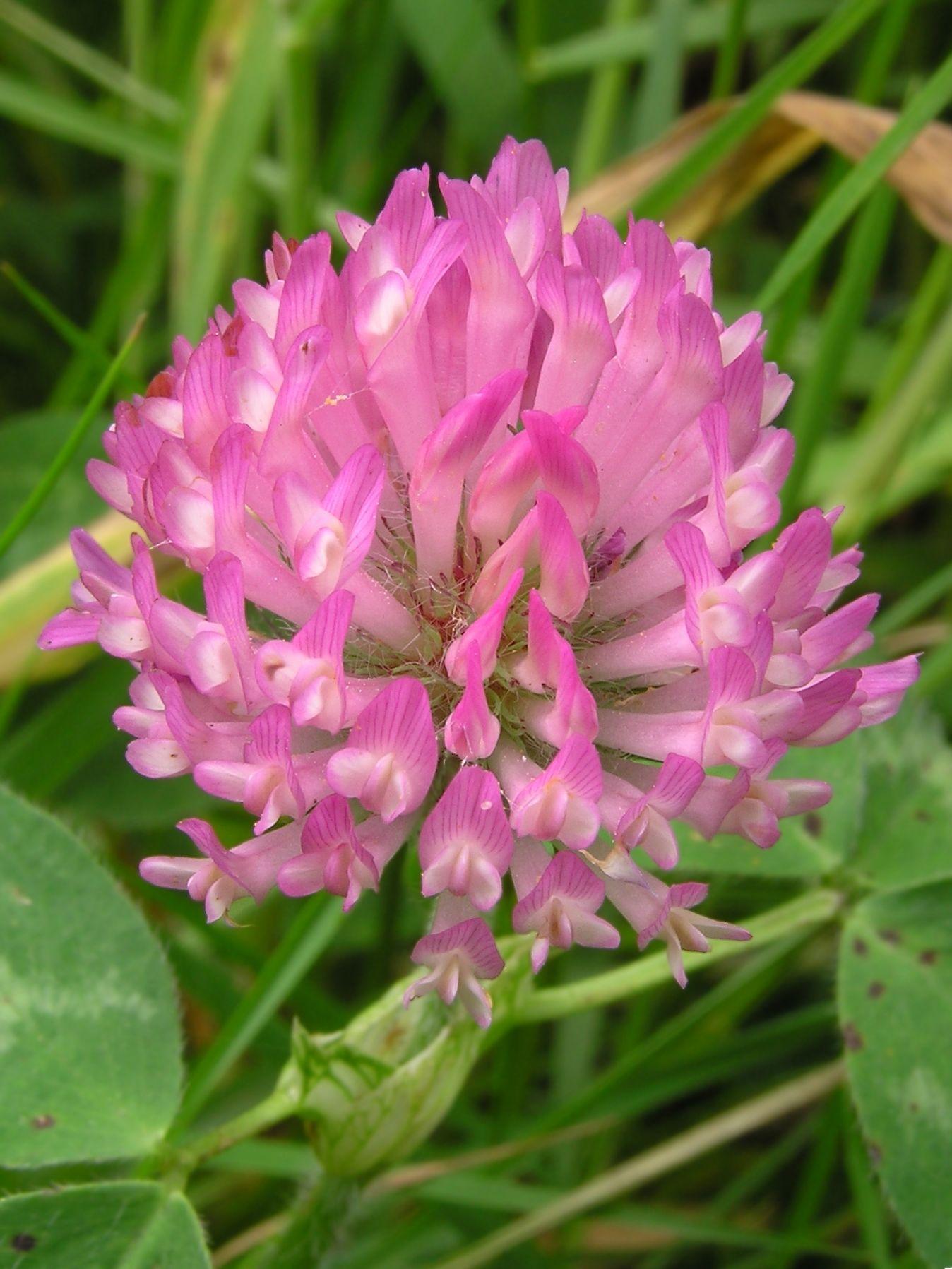 Red_clover_closeup.jpg