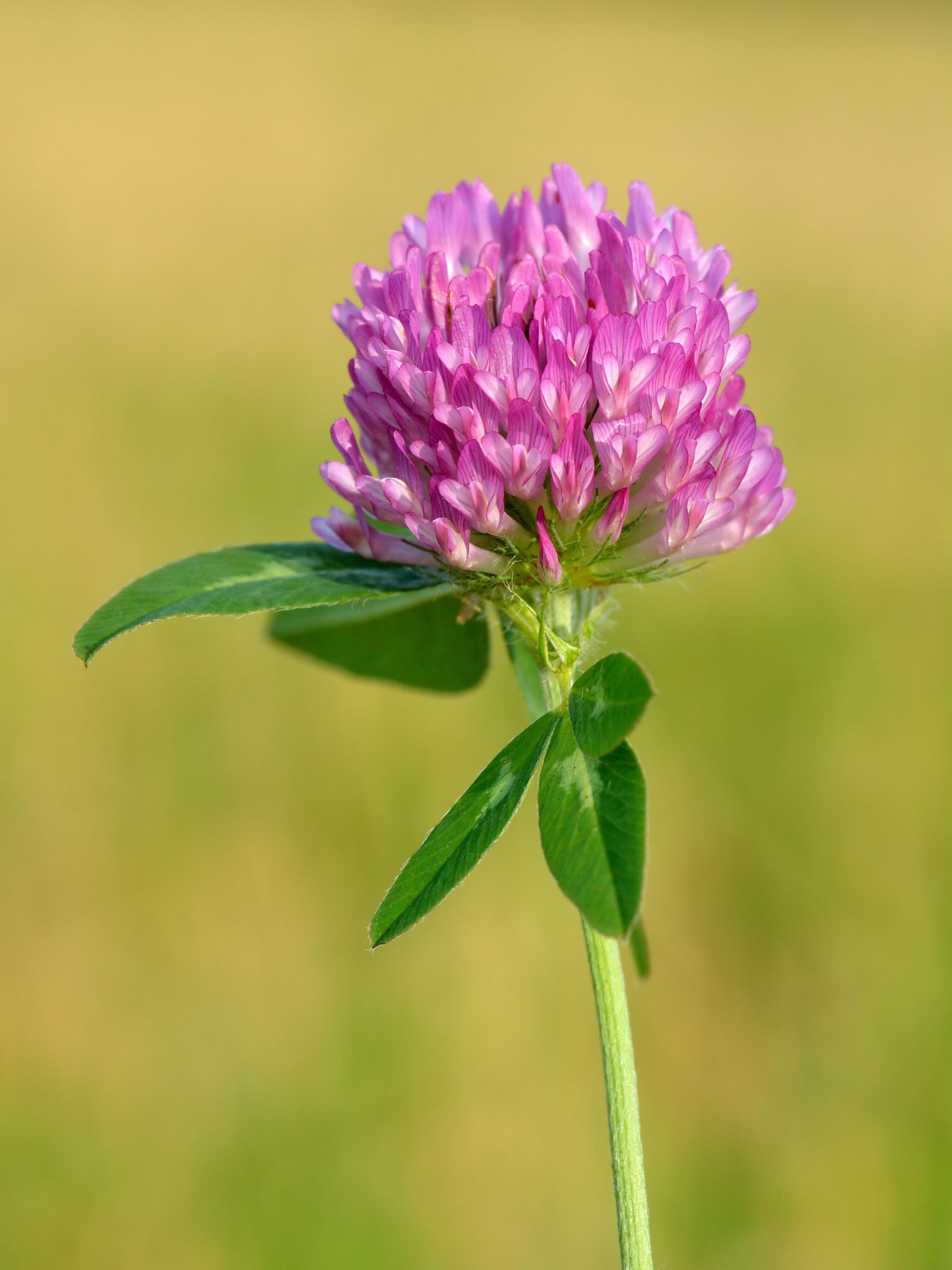 Trifolium_pratense_-_Keila2.jpg