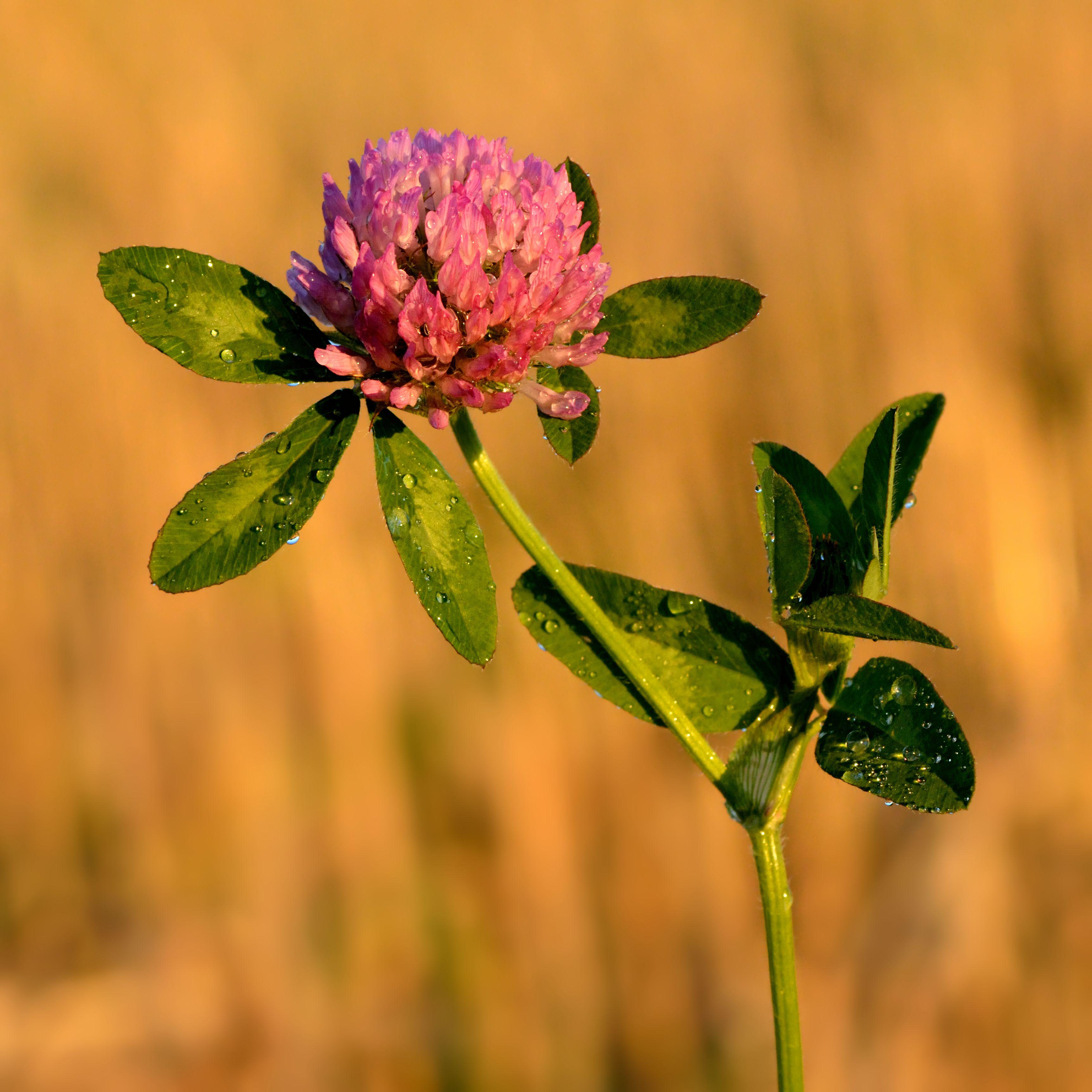 Trifolium_pratense_-_Keila.jpg