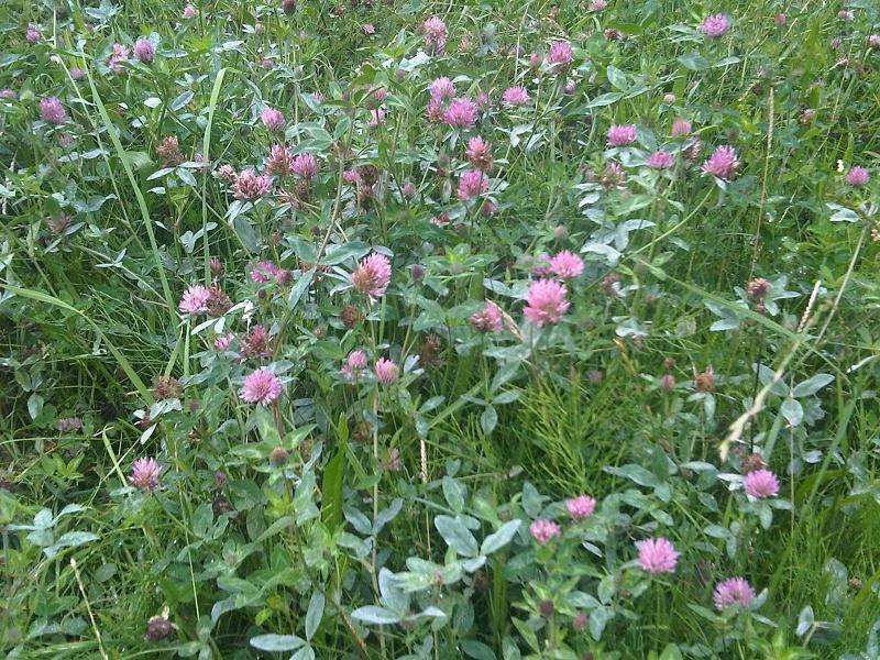 Trifolium_pratense_wetland_2.jpg