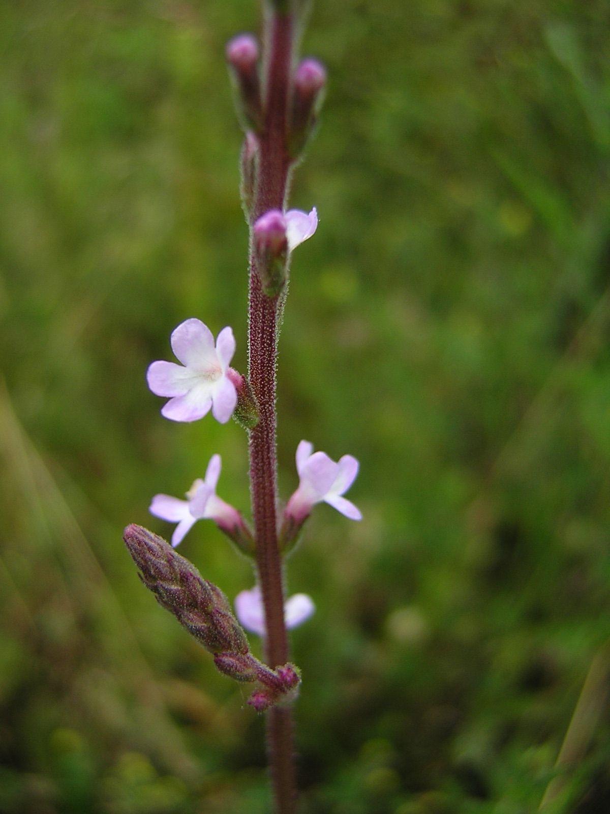 Verbena_officinalis2.jpg