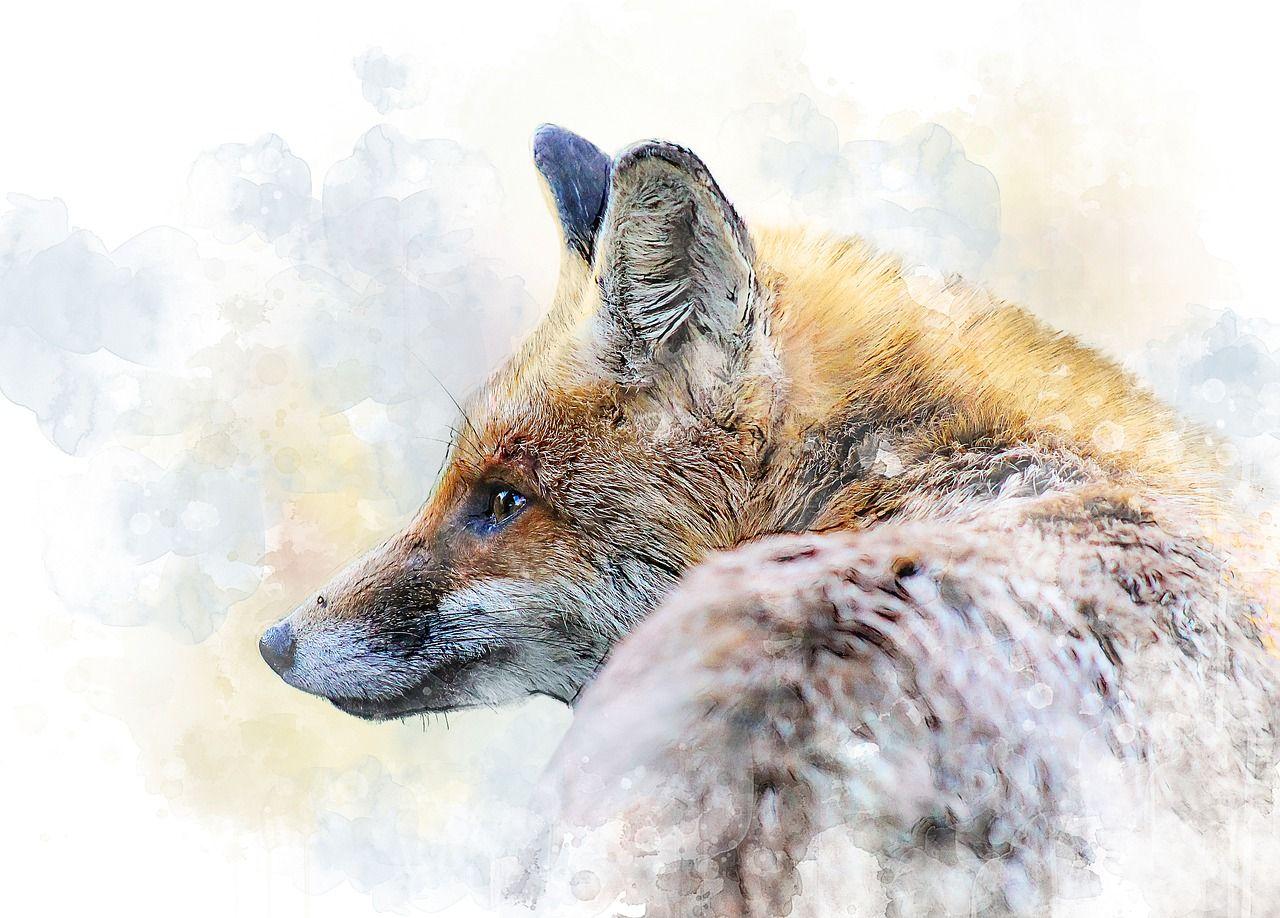 a-fox-2685471_1280.jpg