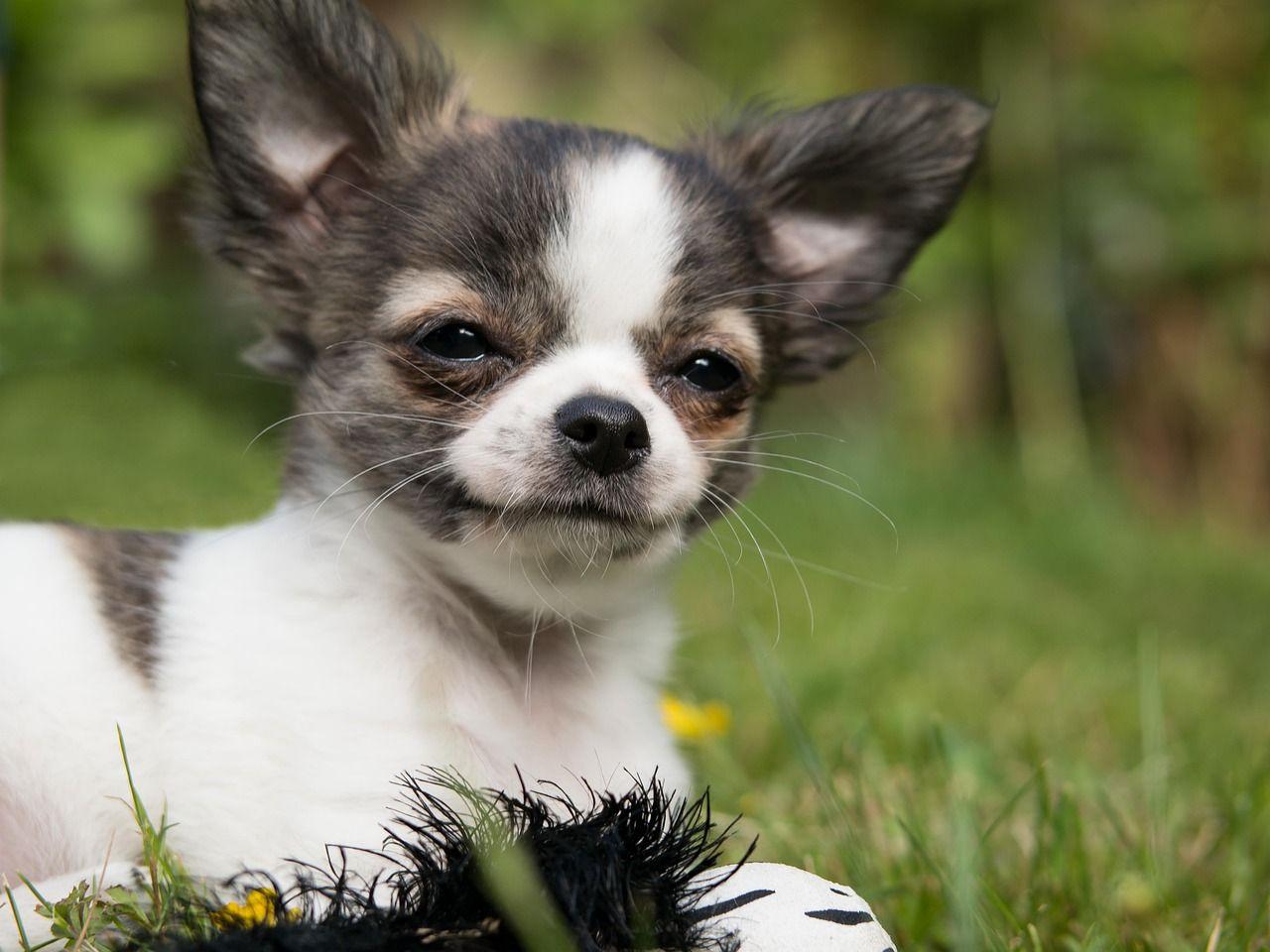 chihuahua-810789_1280.jpg