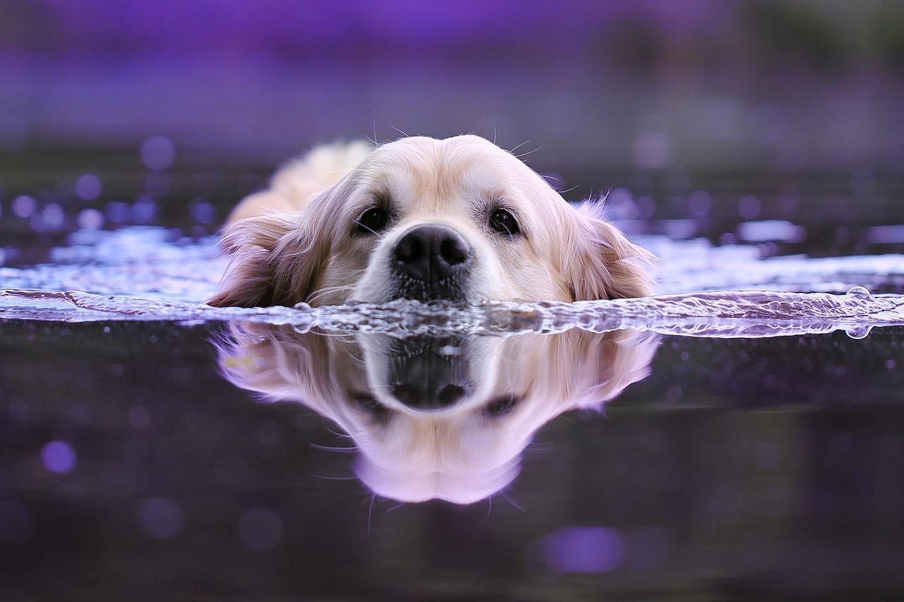 dog-3301255_1280.jpg