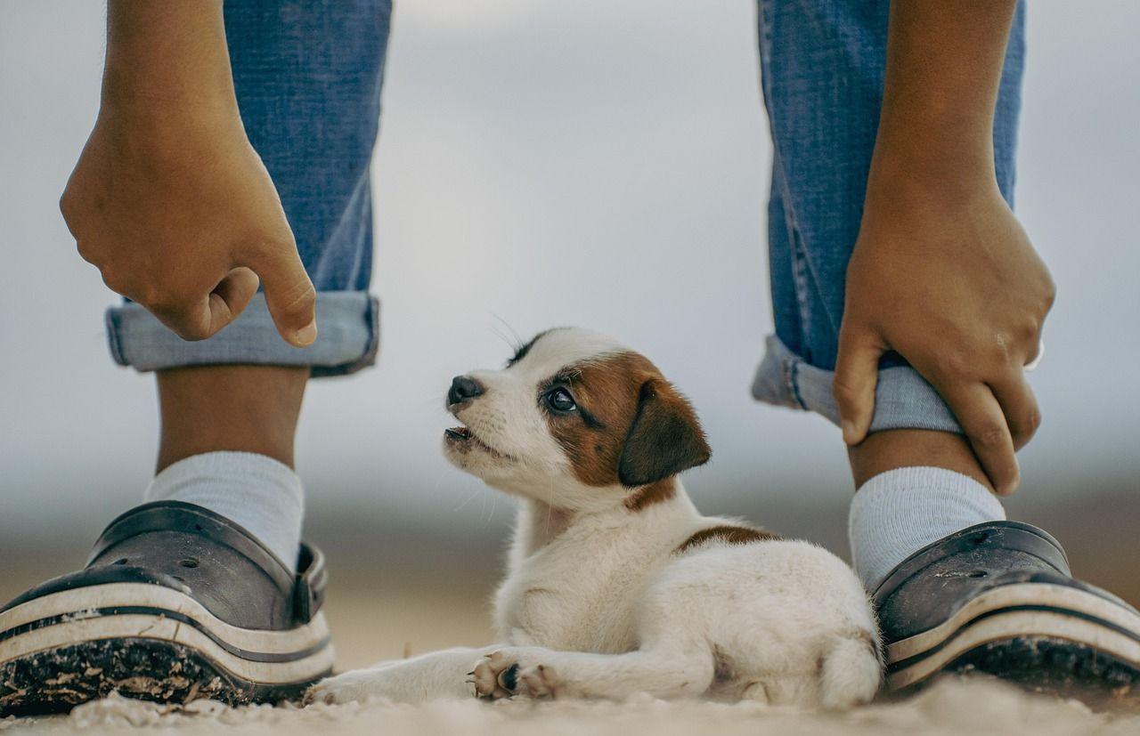 jack-russell-8379770_1280.jpg