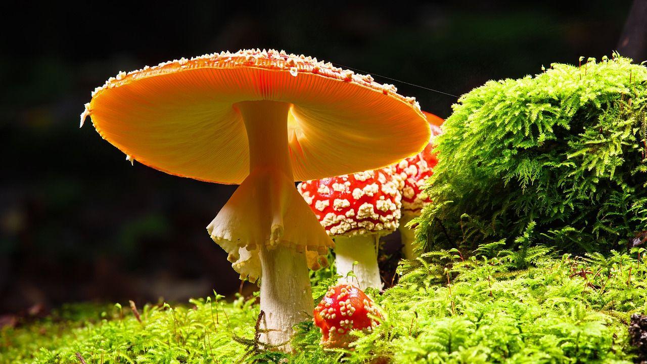 mushrooms-7737041_1280.jpg