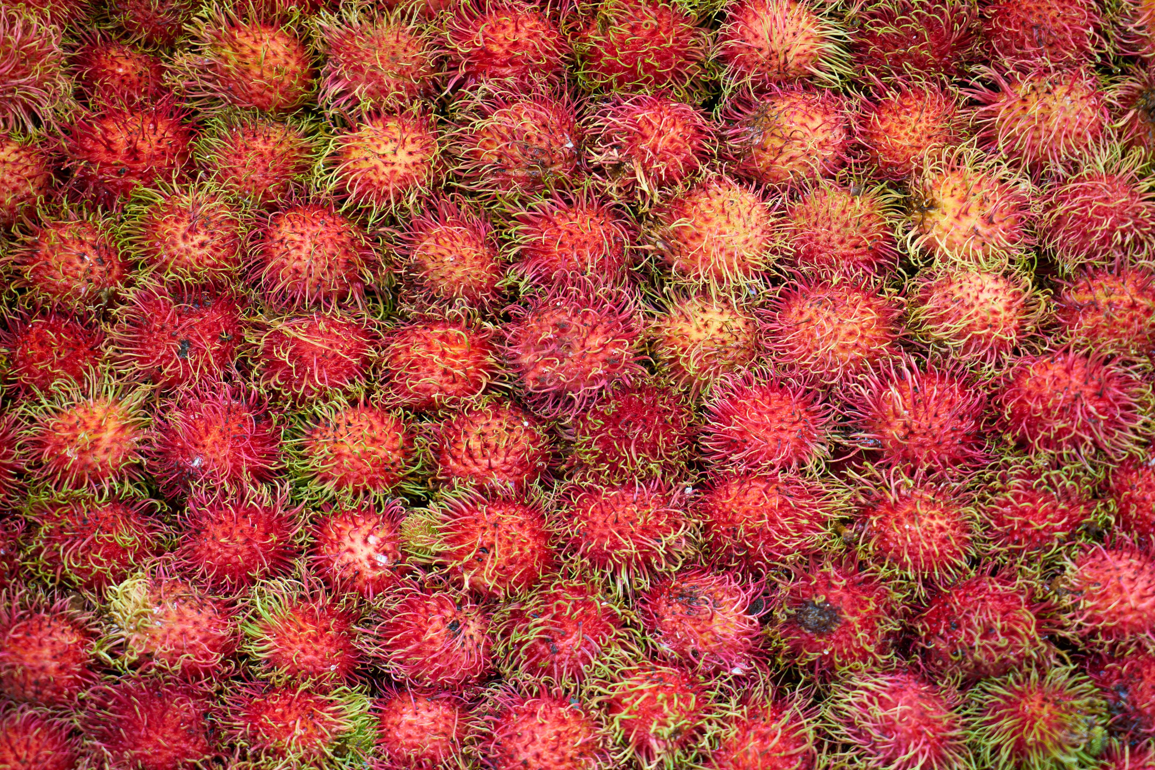 pink-fruits-with-green-hairs (1).jpg