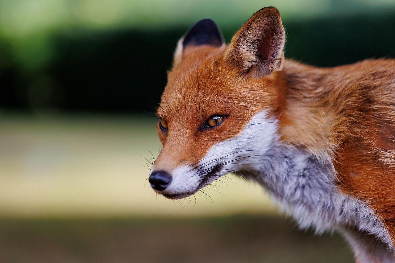red-fox-8114726_1280.jpg