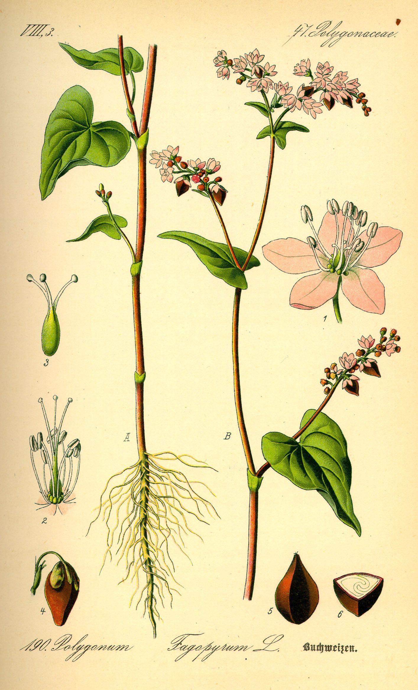Illustration_Fagopyrum_esculentum0.jpg