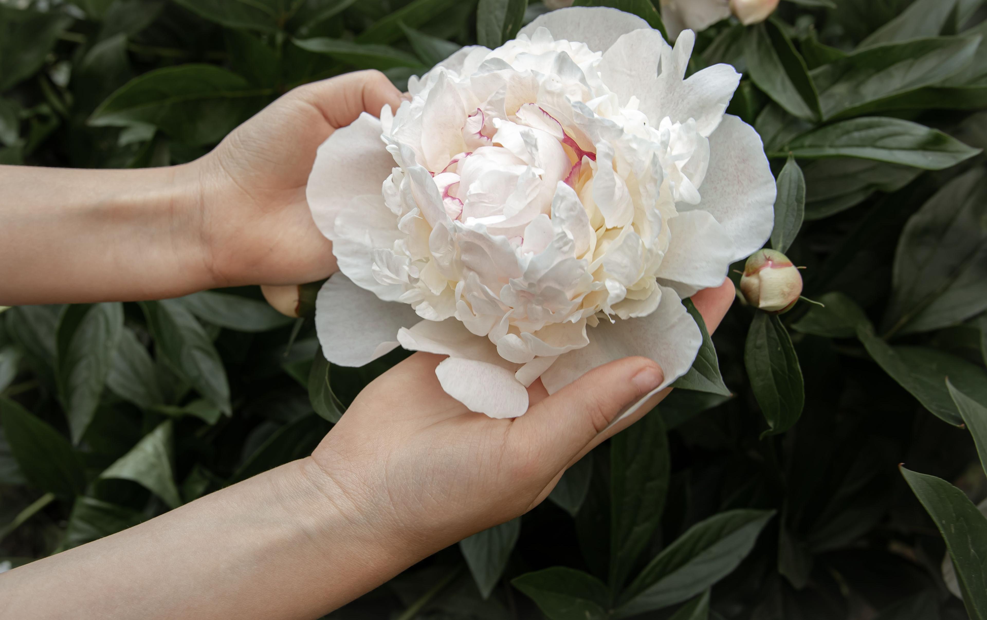 children-s-hands-are-holding-peony-flower-growing-bush.jpg